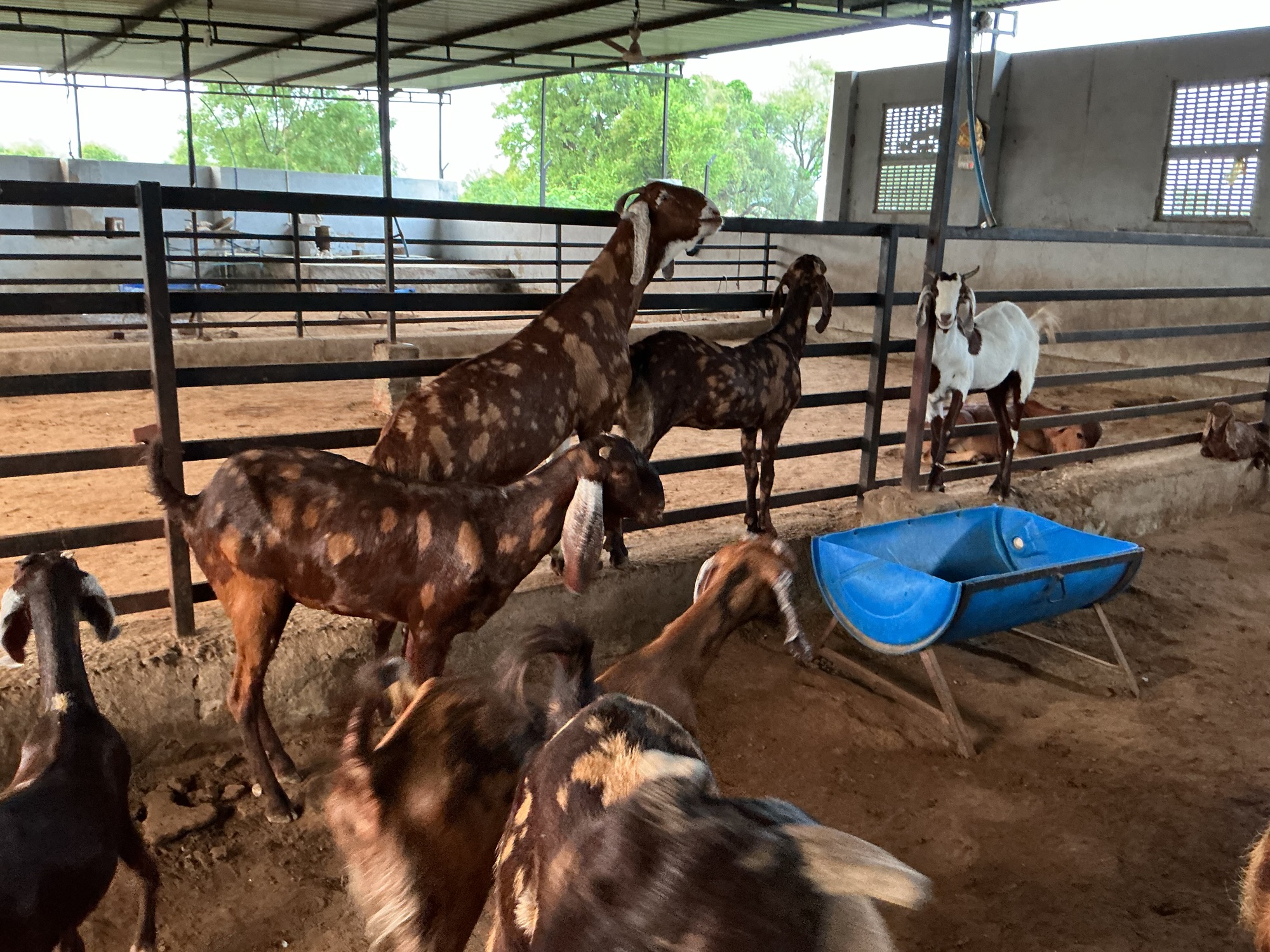 Goat Shed Design with Dimensions (2026) | बकरी शेड डिज़ाइन और&nbsp;माप
